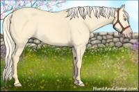 Horse Color:Gold Cream Champagne Dun 