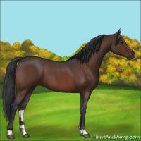 Horse Color:Brown Roan 