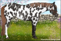 Horse Color:Liver Chestnut Appaloosa Rabicano
