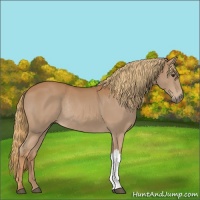 Horse Color:Chestnut Rabicano 