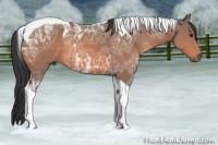 Horse Color:Bay Ice Tobiano