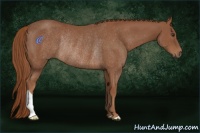 Horse Color:Chestnut Rabicano 