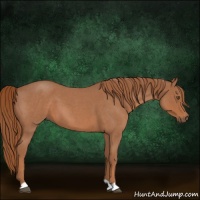 Horse Color:Red Roan 
