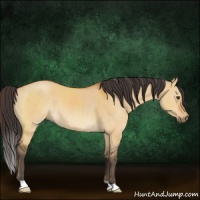 Horse Color:Buckskin Dun 
