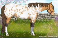 Horse Color:Buckskin Appaloosa
