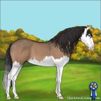 Horse Color:Brown Dun Splash 