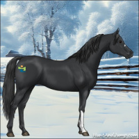 Horse Color:Black 