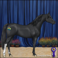 Horse Color:Black 