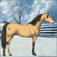 Horse Color:Buckskin 