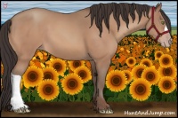 Horse Color:Sable Champagne 