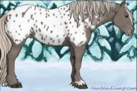 Horse Color:Silver Black Appaloosa 