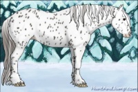 Horse Color:Smoky Black Appaloosa 