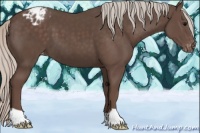 Horse Color:Silver Black Appaloosa 
