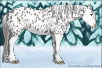 Horse Color:Grullo Splash Appaloosa 