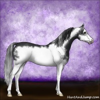 Horse Color:White Spotted Black Splash Frame 
