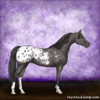 Horse Color:Grullo Appaloosa