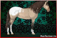 Horse Color:Bay Dun Appaloosa 