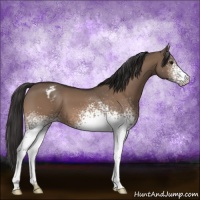 Horse Color:White Spotted Brown Dun Varnish 