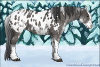 Horse Color:White Spotted Black Tobiano Appaloosa 