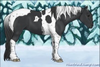 Horse Color:Black Tobiano 