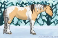 Horse Color:Buckskin Dun Tobiano 