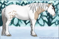 Horse Color:Bay Dun Splash Tobiano Near Leopard