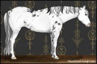 Horse Color:Black Sabino 