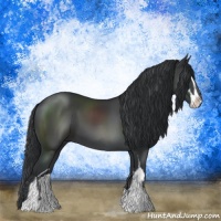 Horse Color:Black Sabino