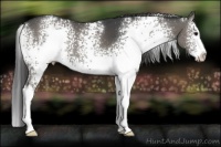 Horse Color:White Spotted Grullo Sabino Splash Appaloosa 