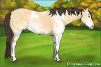 Horse Color:Buckskin Dun Sabino 