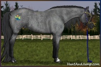 Horse Color:Blue Roan 