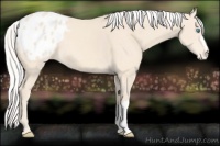 Horse Color:Silver Perlino Appaloosa 