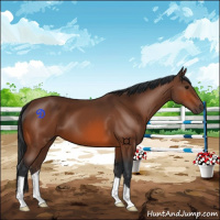 Horse Color:Bay 
