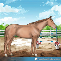 Horse Color:Gold Champagne 