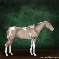 Horse Color:Classic Champagne Tobiano