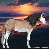 Horse Color:Buckskin Roan Splash Rabicano