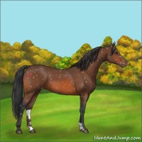 Horse Color:Bay Snowflake Varnish 