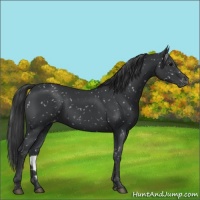 Horse Color:Black Appaloosa