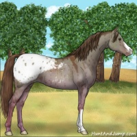 Horse Color:Red Dun Appaloosa Brindle 