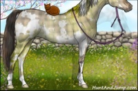 Horse Color:Plaid  White Spotted Brown Dun Rabicano 