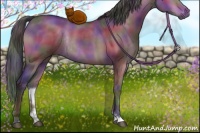 Horse Color:Nacre Bay Dun Sabino Rabicano 