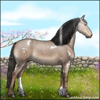 Horse Color:White Spotted Liver Red Dun Roan