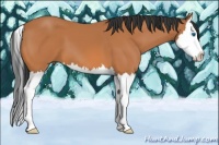 Horse Color:Bay Splash 