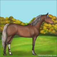 Horse Color:Silver Brown