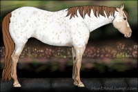 Horse Color:Red Dun Appaloosa 