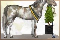 Horse Color:White Spotted Liver Red Dun Mushroom Rabicano Brindle 