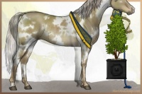 Horse Color:White Spotted Chocolate Palomino Dun Mushroom Rabicano 