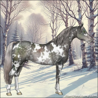 Horse Color:Platinum White Spotted Chocolate Palomino Rabicano 