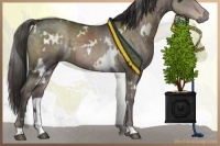 Horse Color:Platinum White Spotted Liver Chestnut 