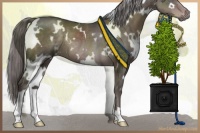 Horse Color:Platinum White Spotted Liver Chestnut Rabicano 